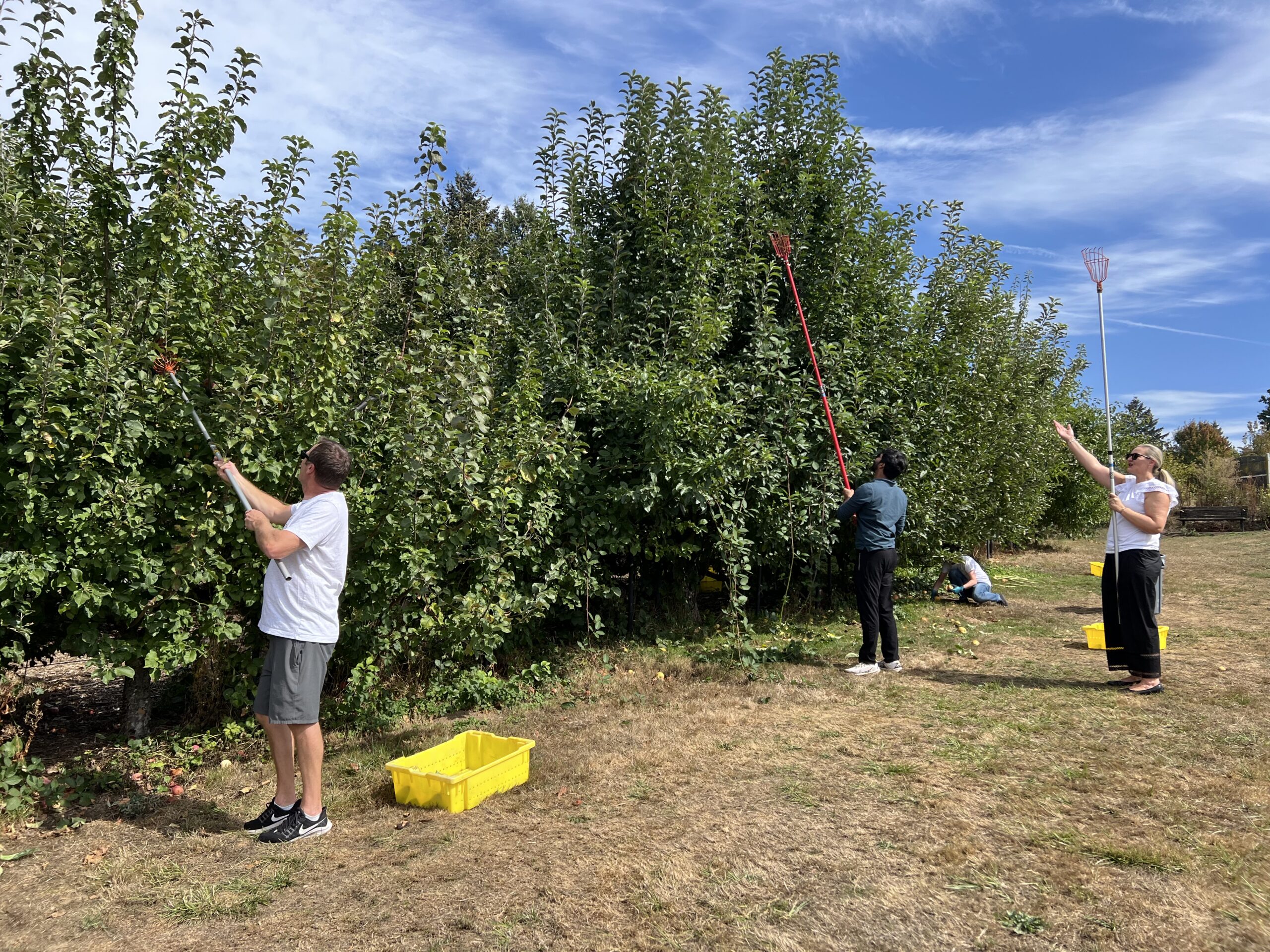 Morones Analytics team community service day with Portland Fruit Tree Project