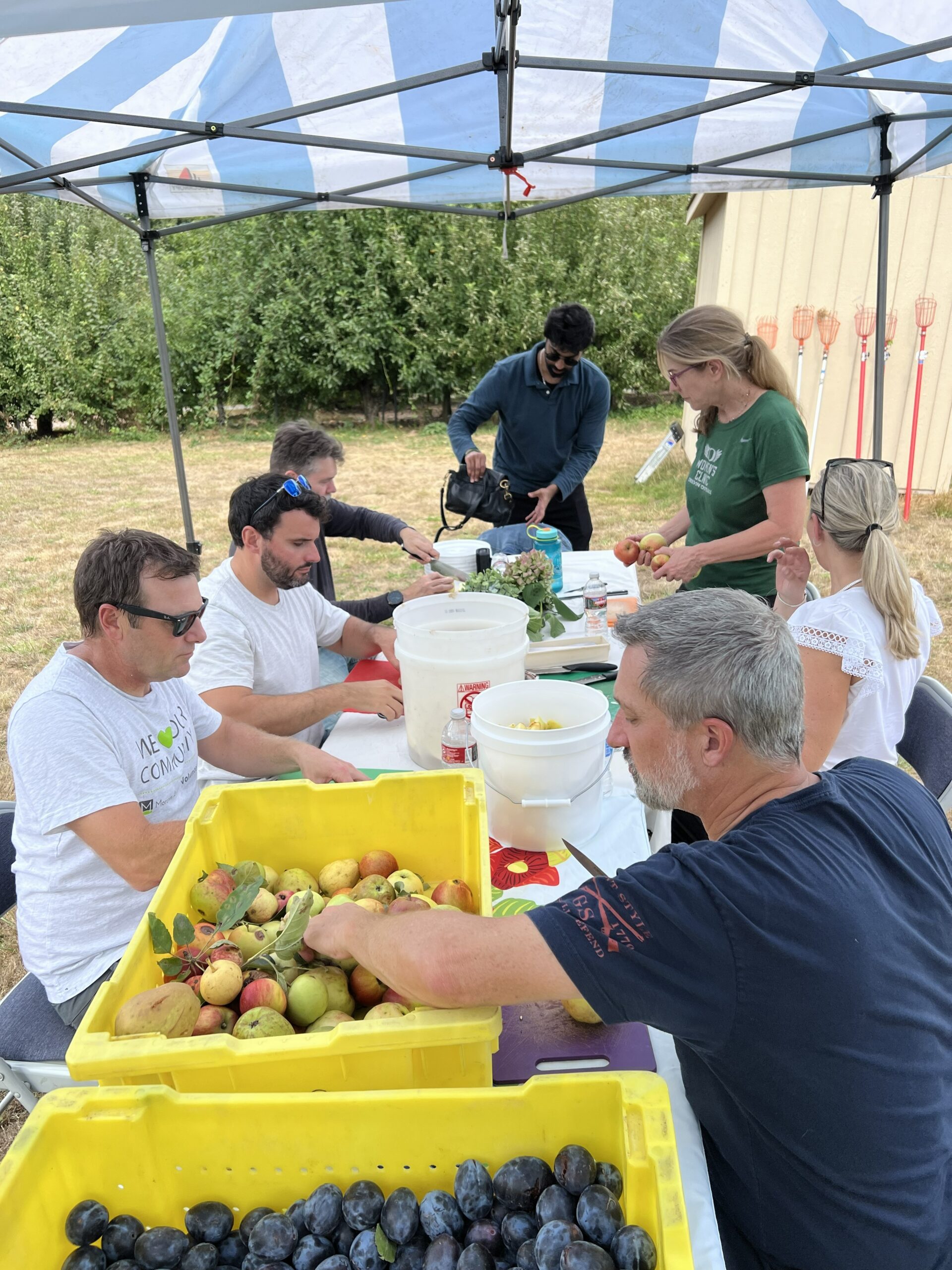 Morones Analytics team community service day with Portland Fruit Tree Project